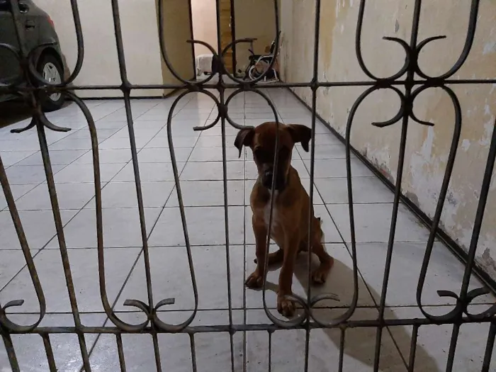 Cachorro ra a Srd idade 2 a 6 meses nome Paçoquinha