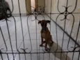 Paçoquinha