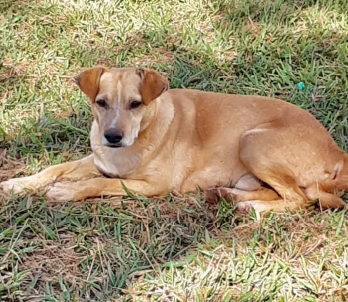 Cachorro ra a SRD idade 3 anos nome Max 