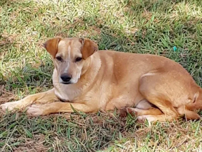 Cachorro ra a SRD idade 3 anos nome Max 