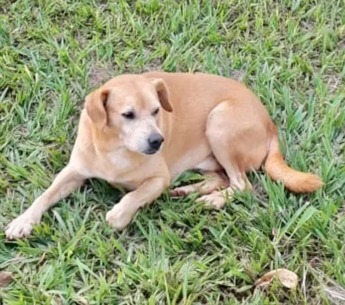 Cachorro ra a SRD idade 3 anos nome Astro 