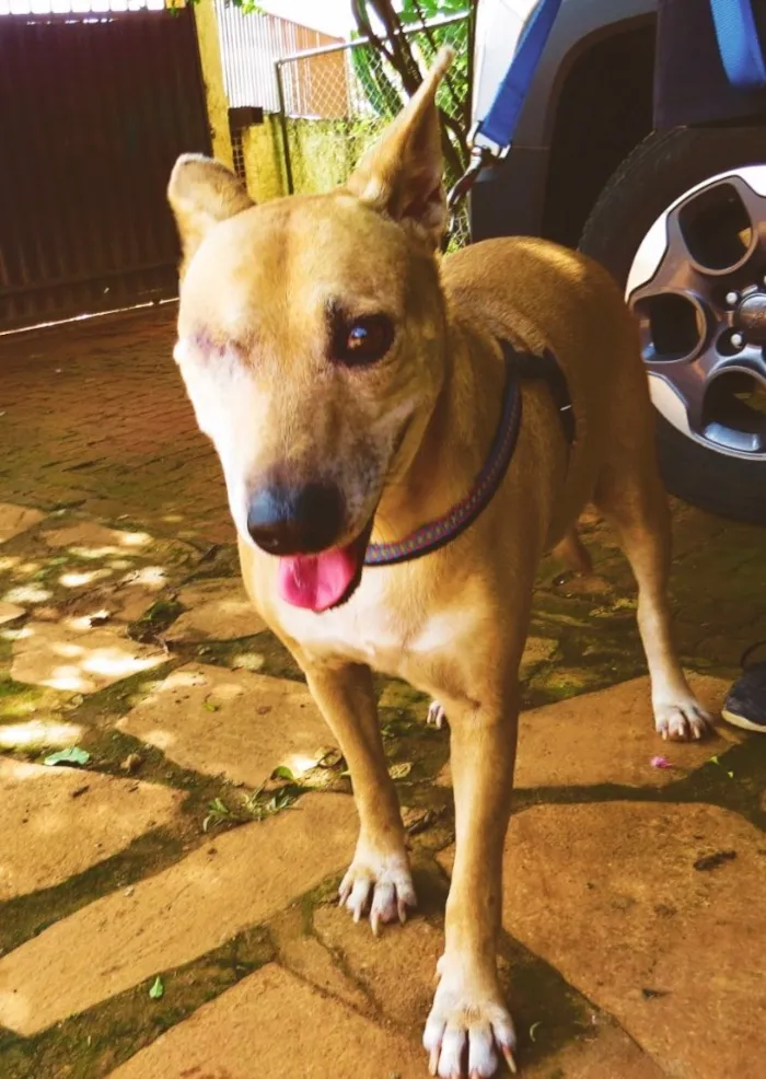 Cachorro ra a SRD  idade 7 a 11 meses nome Nina 