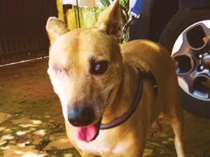 Cachorro raça SRD  idade 7 a 11 meses nome Nina 