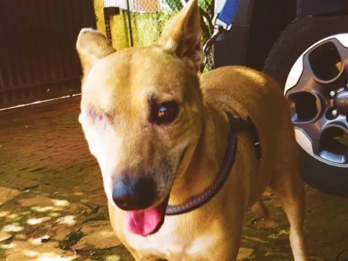 Cachorro ra a SRD  idade 7 a 11 meses nome Nina 