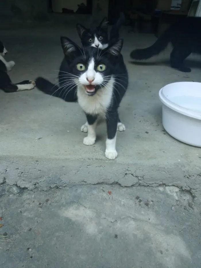 Gato ra a Não definido  idade 7 a 11 meses nome Pixane