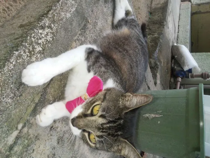Gato ra a Comum idade 1 ano nome Tigrinha