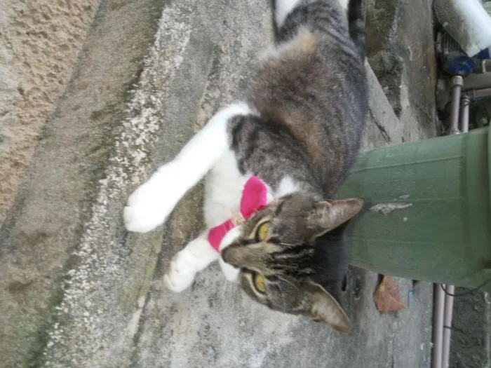 Gato ra a Comum idade 1 ano nome Tigrinha