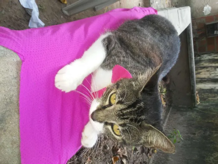 Gato ra a Comum idade 1 ano nome Tigrinha