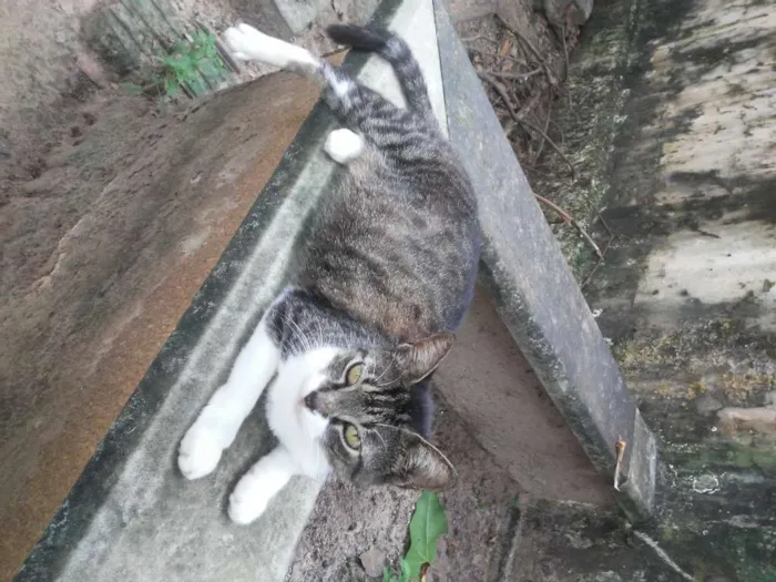Gato ra a Comum idade 1 ano nome Tigrinha
