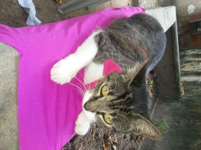 Gato ra a Comum idade 1 ano nome Tigrinha