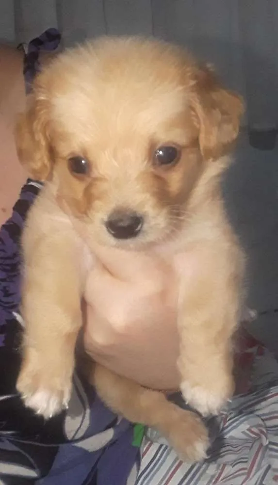 Cachorro ra a Maltes idade Abaixo de 2 meses nome Lily