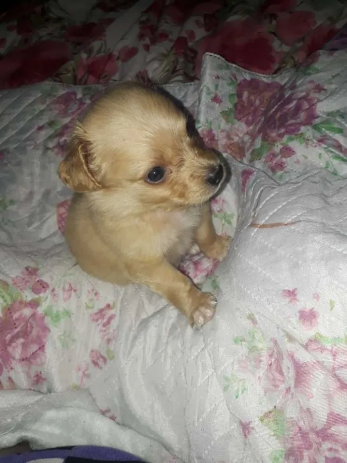 Cachorro ra a Maltes idade Abaixo de 2 meses nome Lily