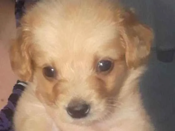 Cachorro ra a Maltes idade Abaixo de 2 meses nome Lily