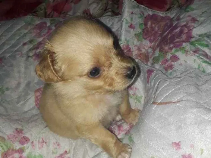 Cachorro ra a Maltes idade Abaixo de 2 meses nome Lily