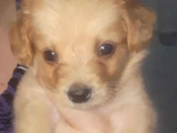 Cachorro ra a Maltes idade Abaixo de 2 meses nome Lily