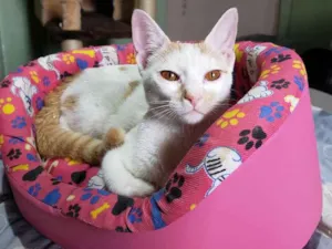 Gato raça Srd idade 2 a 6 meses nome Leona