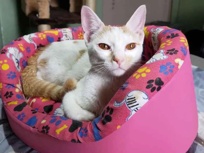 Gato ra a Srd idade 2 a 6 meses nome Leona
