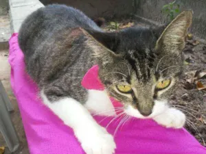 Gato raça Comum idade 1 ano nome Tigrinha