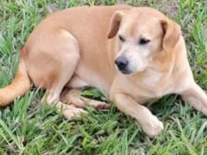Cachorro raça SRD idade 3 anos nome Astro 