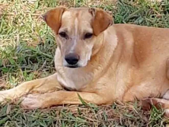 Cachorro ra a SRD idade 3 anos nome Max 