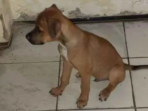 Cachorro raça Srd idade 2 a 6 meses nome Paçoquinha