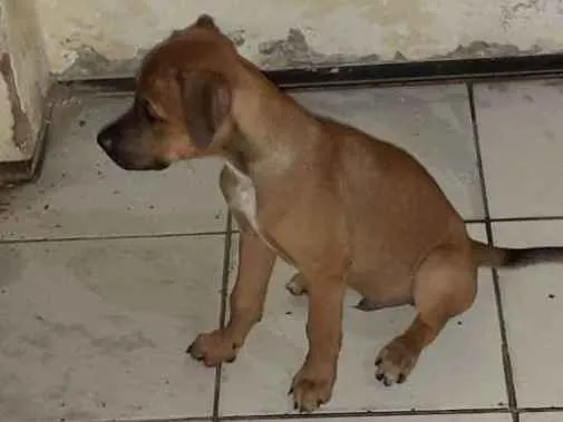 Cachorro ra a Srd idade 2 a 6 meses nome Paçoquinha