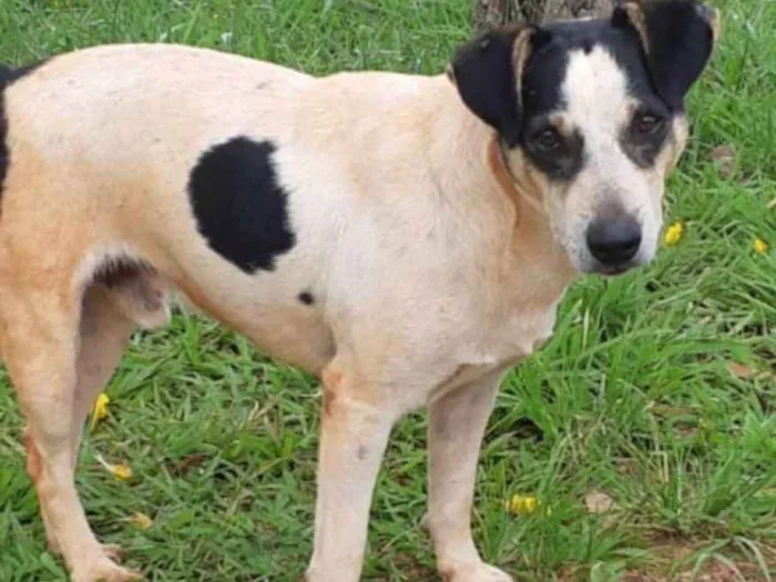 Cachorro ra a SRD idade 3 anos nome Boris 
