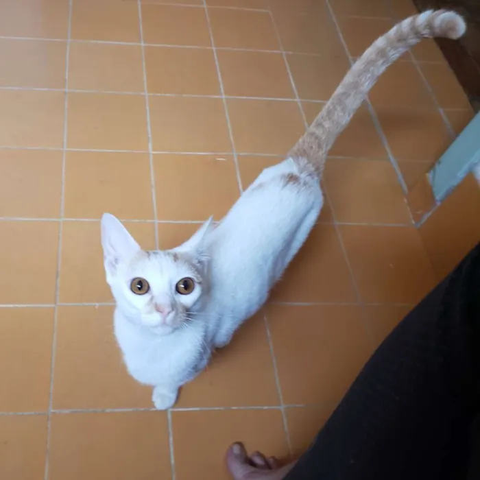 Gato ra a Srd idade 2 a 6 meses nome Alice