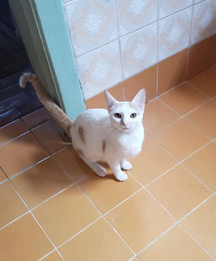 Gato ra a Srd idade 2 a 6 meses nome Alice