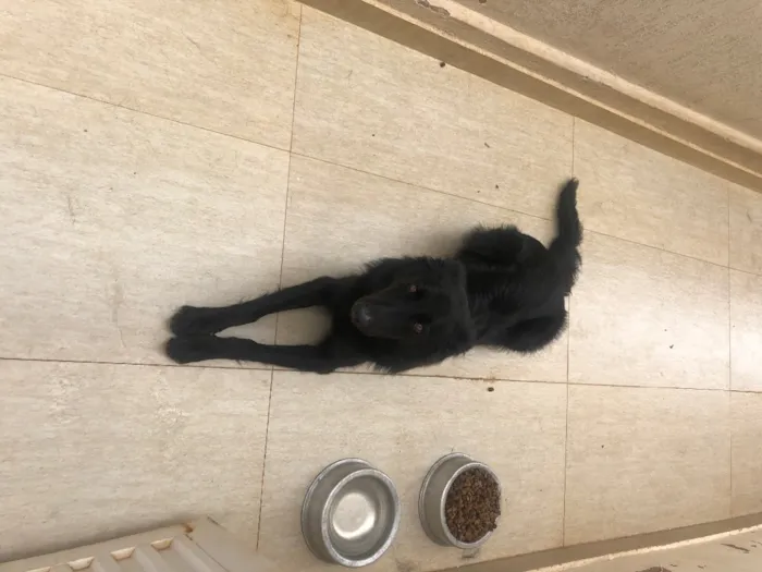Cachorro raça Pastor alemão  idade 7 a 11 meses nome Chiru