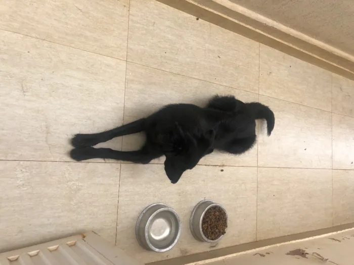 Cachorro raça Pastor alemão  idade 7 a 11 meses nome Chiru