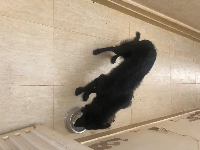 Cachorro raça Pastor alemão  idade 7 a 11 meses nome Chiru
