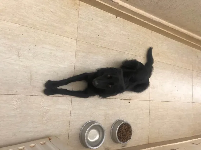 Cachorro raça Pastor alemão  idade 7 a 11 meses nome Chiru