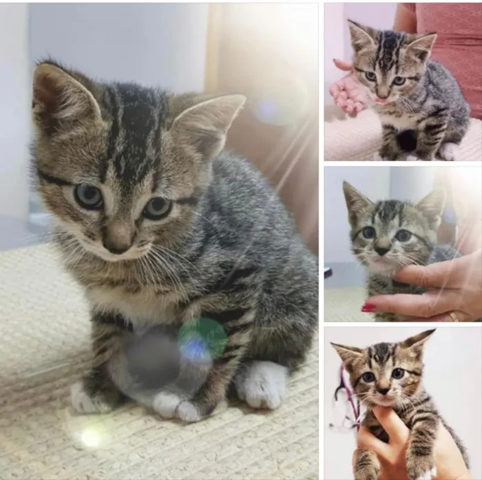 Gato ra a Srd idade Abaixo de 2 meses nome Batutinha