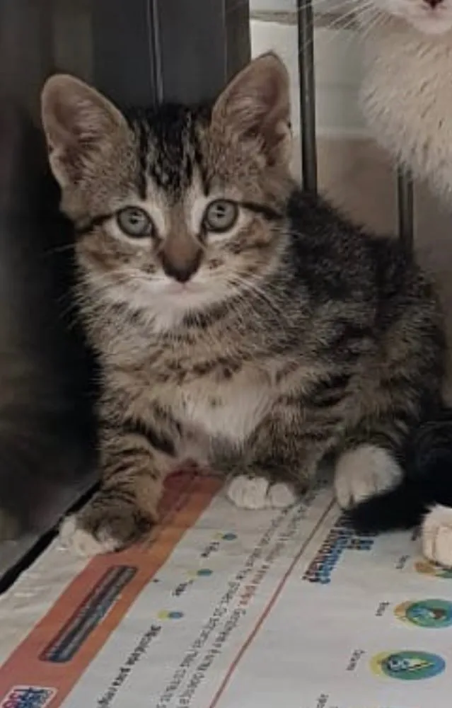 Gato ra a Srd idade Abaixo de 2 meses nome Batutinha