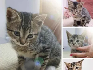 Gato raça Srd idade Abaixo de 2 meses nome Batutinha