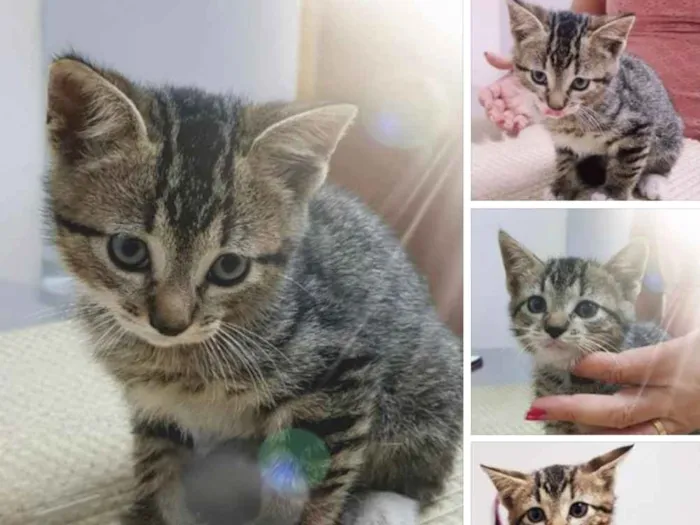 Gato ra a Srd idade Abaixo de 2 meses nome Batutinha