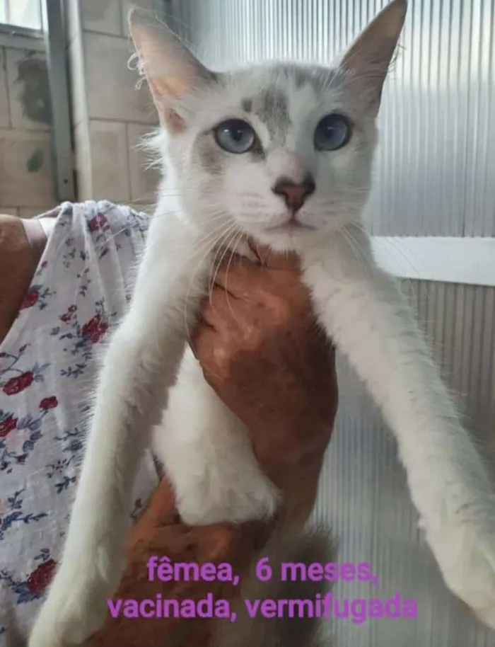 Gato ra a SIALATA idade 7 a 11 meses nome Luna
