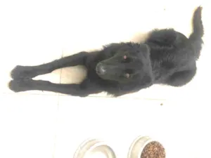 Cachorro raça Pastor alemão  idade 7 a 11 meses nome Chiru