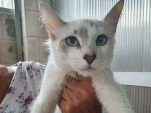 Gato raça SIALATA idade 7 a 11 meses nome Luna