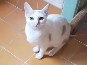 Gato raça Srd idade 2 a 6 meses nome Alice