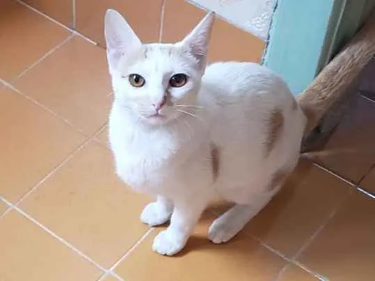 Gato ra a Srd idade 2 a 6 meses nome Alice