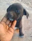 Bibo lindo bebê 