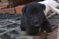 Bibo lindo bebê 