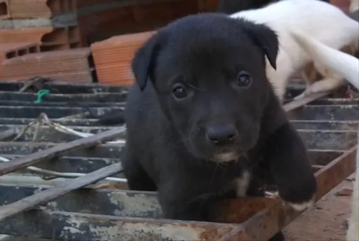 Cachorro ra a Srd idade Abaixo de 2 meses nome Bibo lindo bebê 