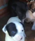 Bibo lindo bebê 