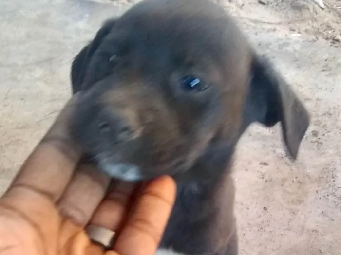 Cachorro ra a Srd idade Abaixo de 2 meses nome Bibo lindo bebê 