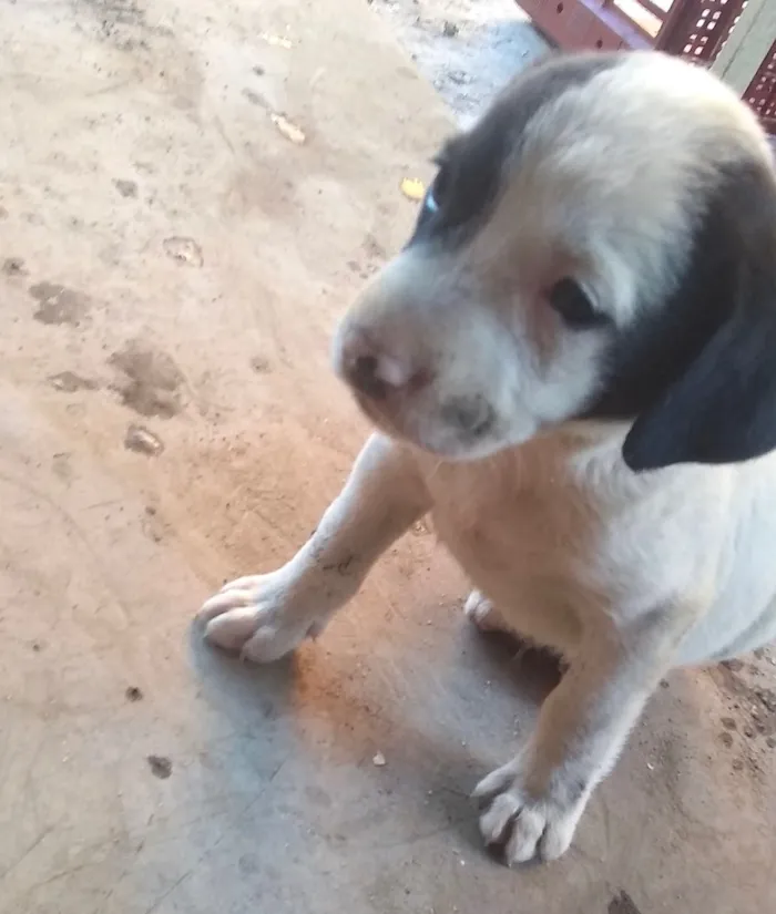 Cachorro ra a Srd  idade Abaixo de 2 meses nome Nico bebê lindo 