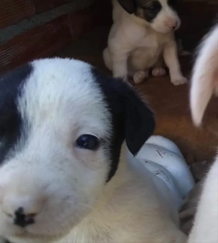 Cachorro ra a Srd  idade Abaixo de 2 meses nome Nico bebê lindo 
