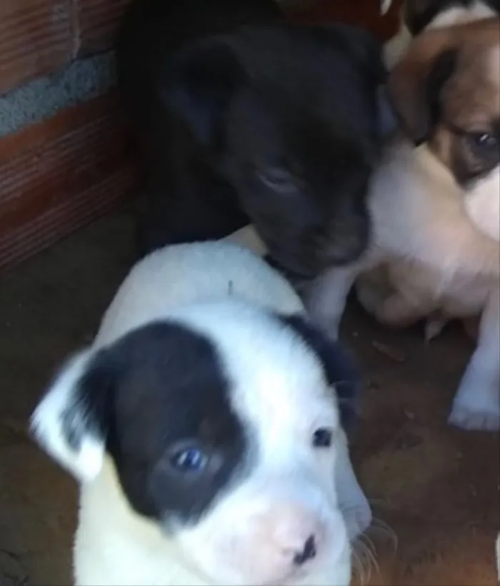 Cachorro ra a Srd  idade Abaixo de 2 meses nome Nico bebê lindo 